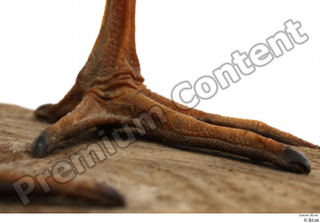 Black stork foot 0005.jpg